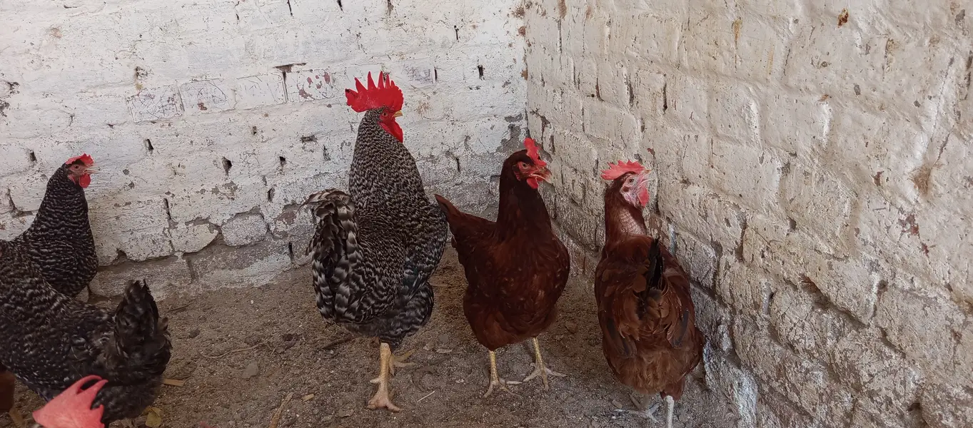 Plymouth and RIR fertile EGGS پلائے ماؤتھ آر آئی آر کے ذرخیز انڈے — photo 7