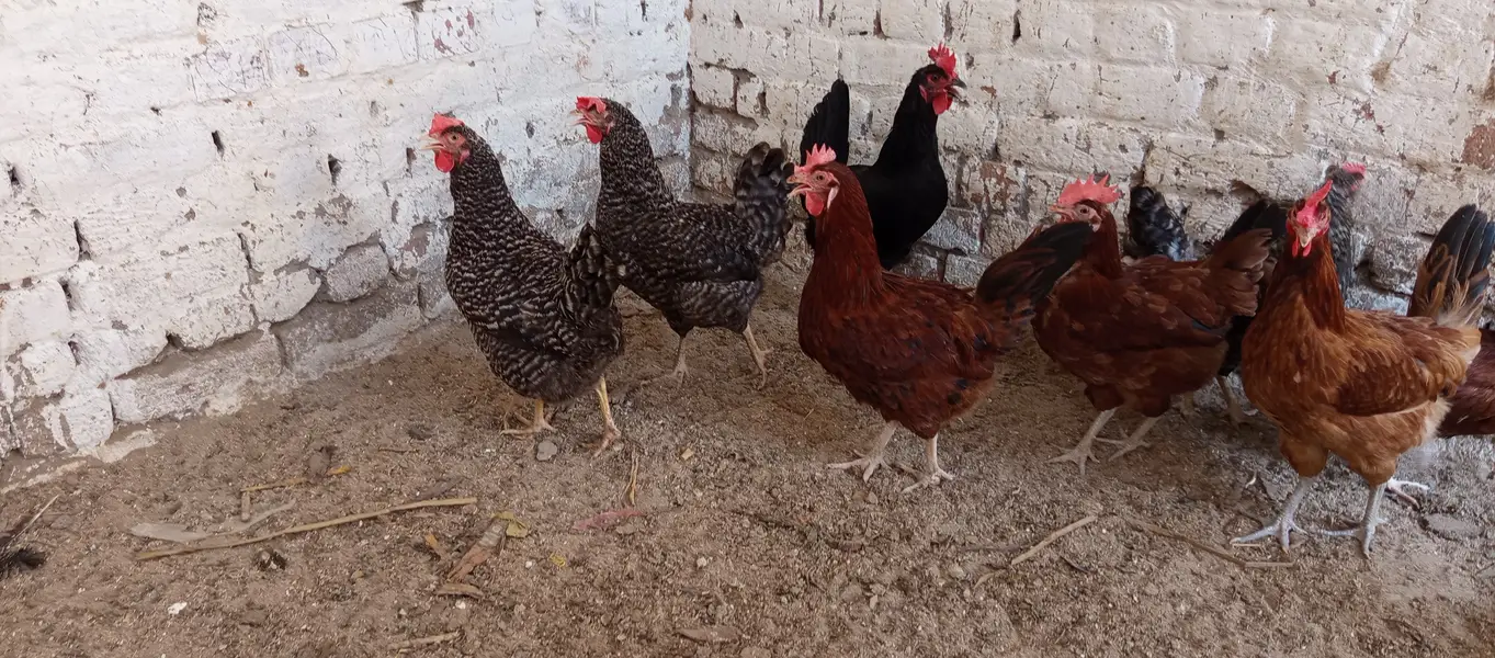 Plymouth and RIR fertile EGGS پلائے ماؤتھ آر آئی آر کے ذرخیز انڈے — photo 8
