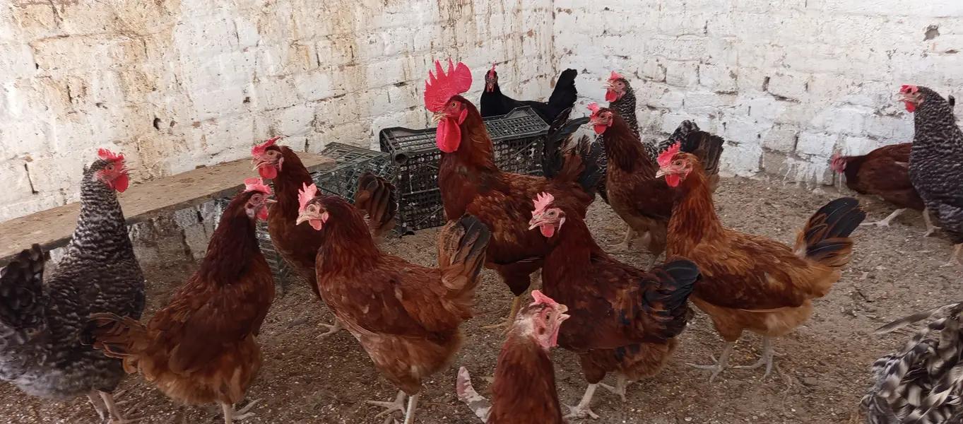 Plymouth and RIR fertile EGGS پلائے ماؤتھ آر آئی آر کے ذرخیز انڈے — photo 9