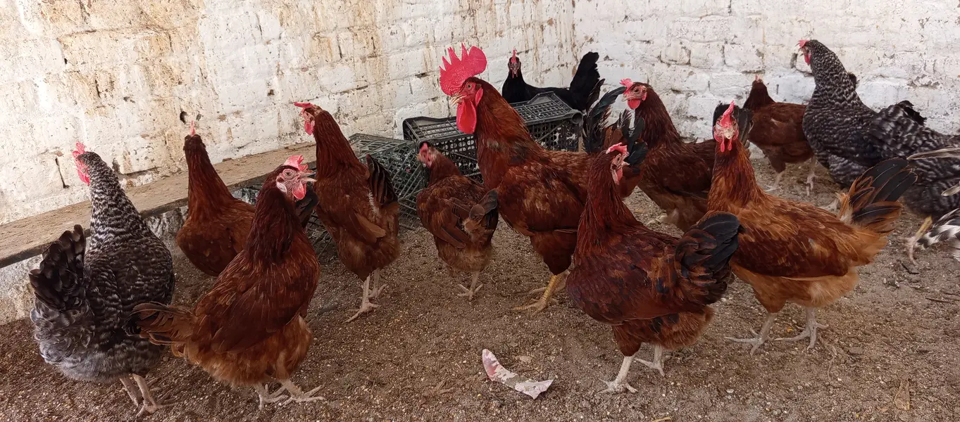 Plymouth and RIR fertile EGGS پلائے ماؤتھ آر آئی آر کے ذرخیز انڈے — photo 10