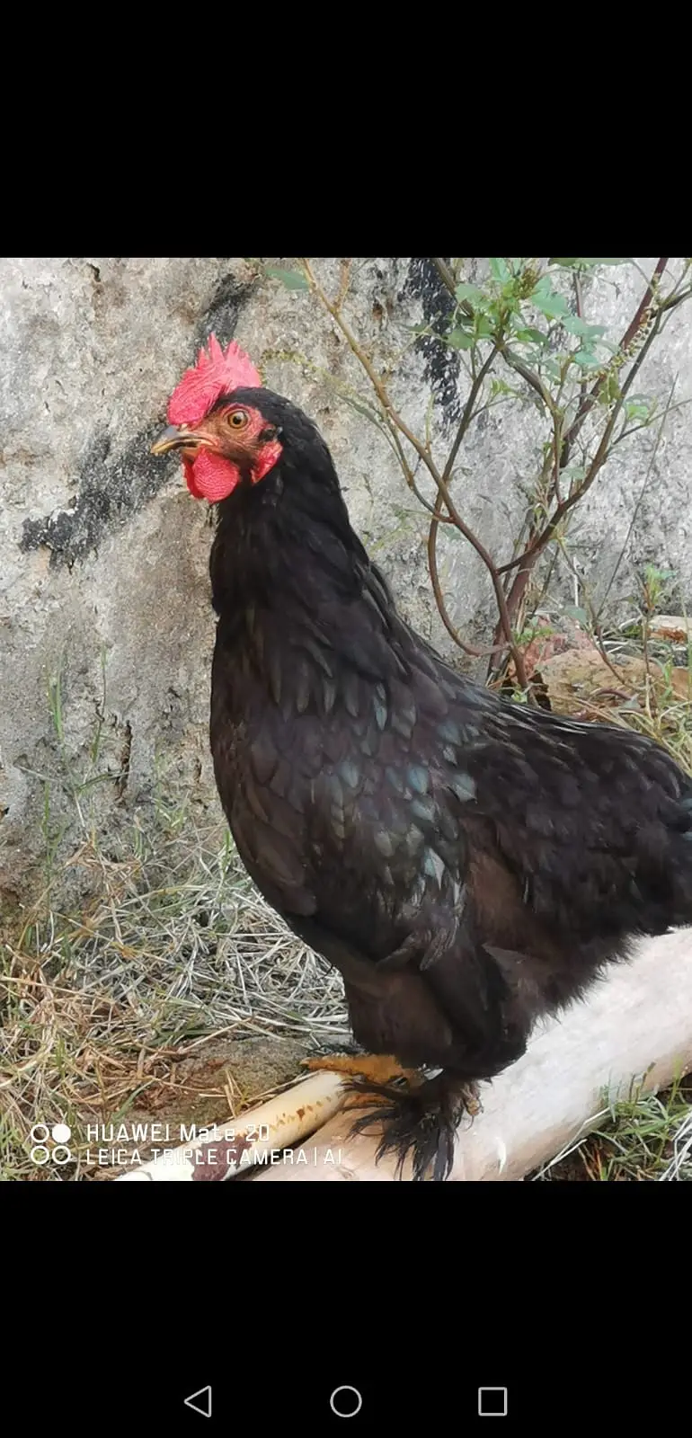 Plymouth and RIR fertile EGGS پلائے ماؤتھ آر آئی آر کے ذرخیز انڈے — photo 11