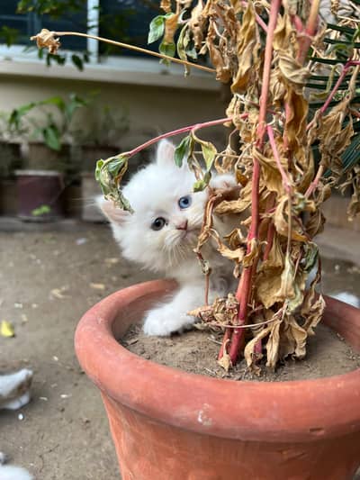Persian kittens for sale