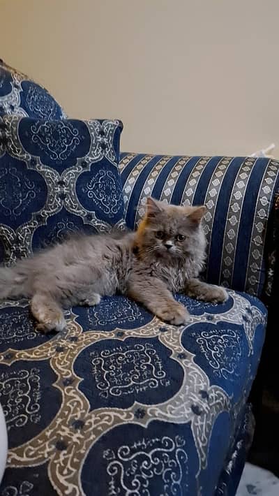 Persian triple coat kittens pair for sale