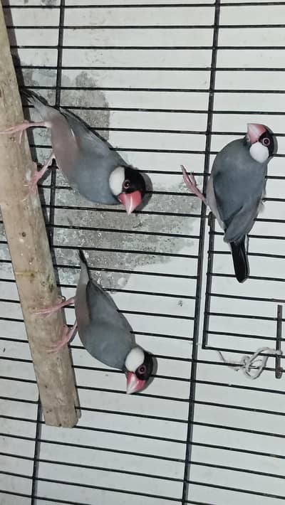 grey java finches pair available