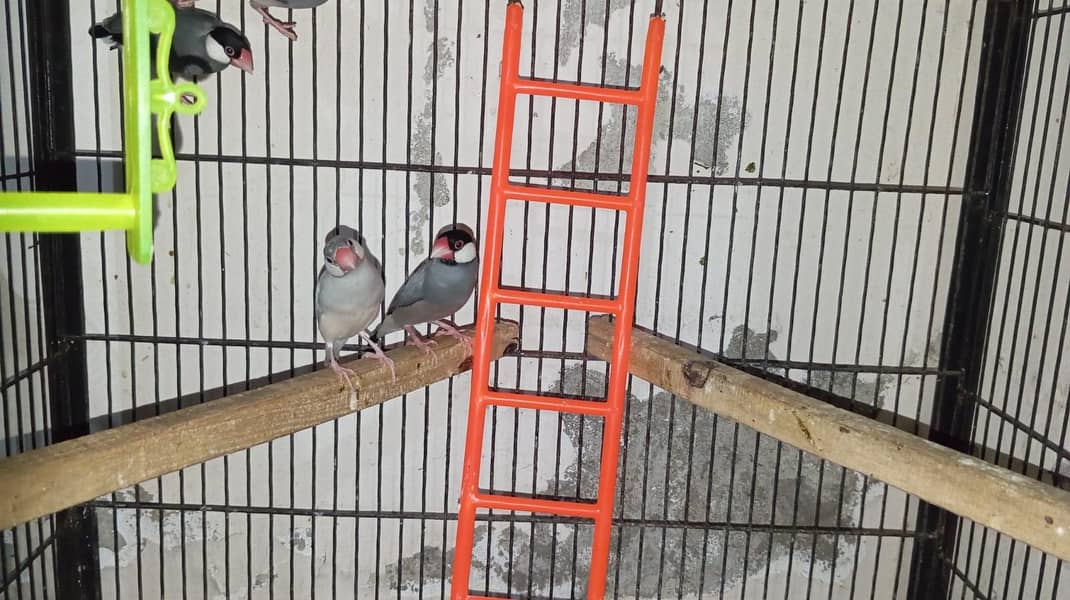 grey java finches pair available 1