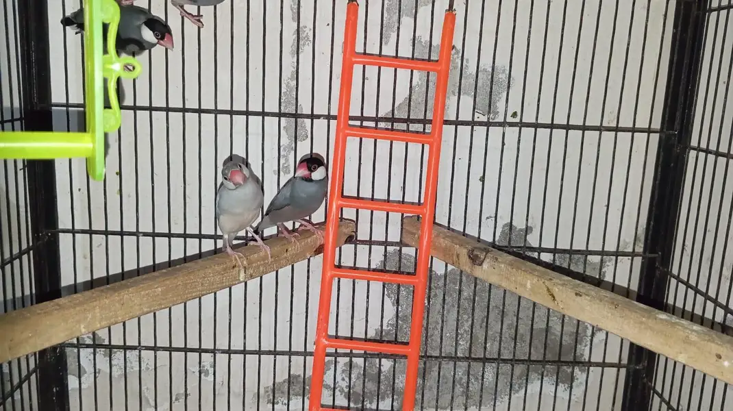 grey java finches pair available — photo 2