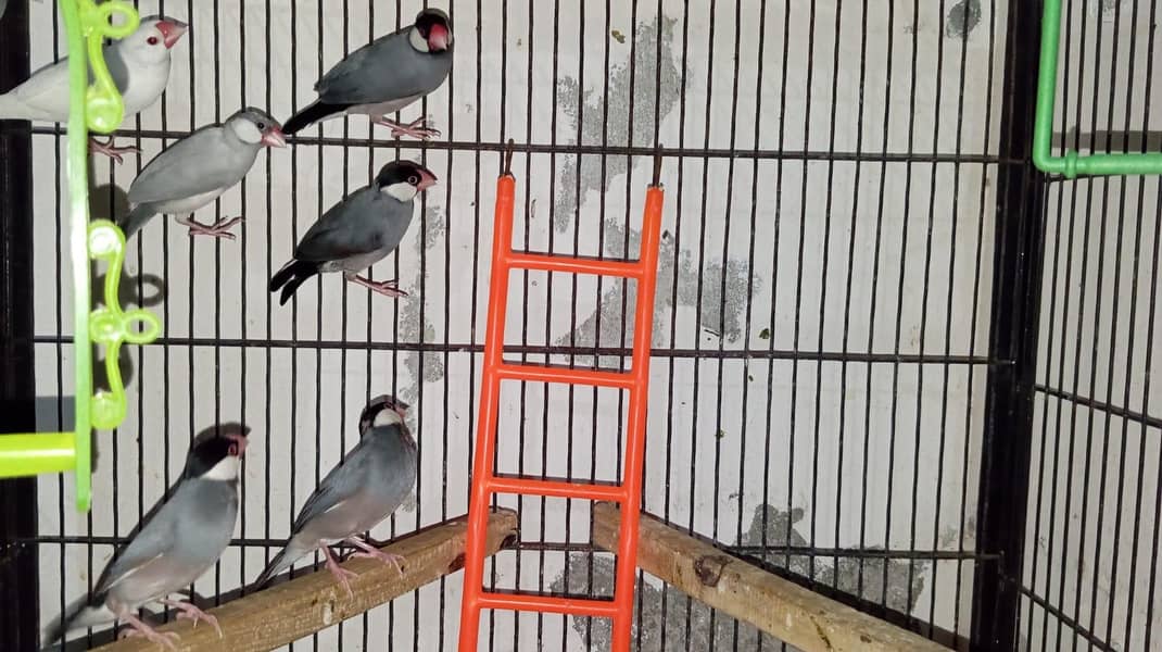 grey java finches pair available 2