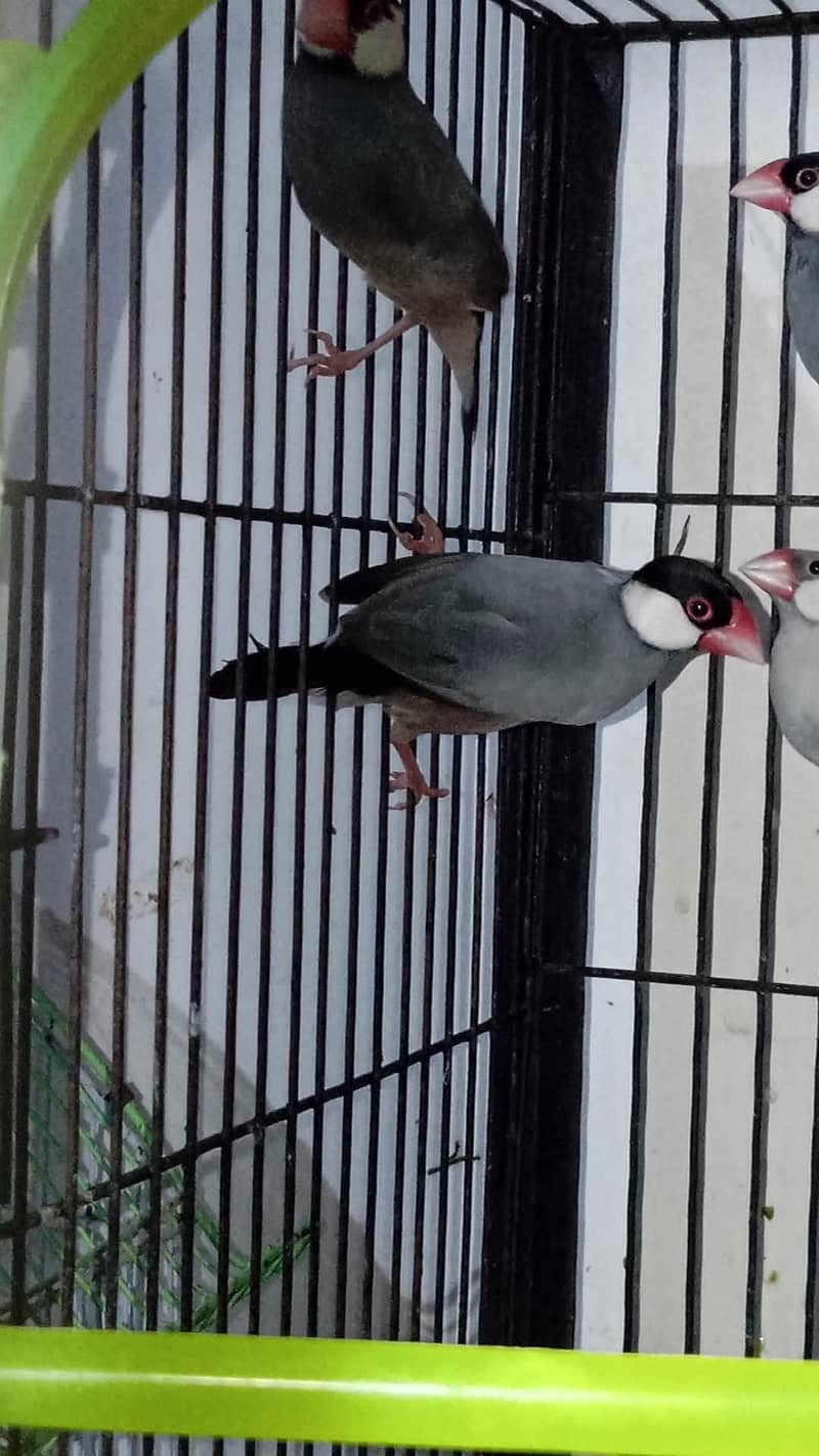 grey java finches pair available 3