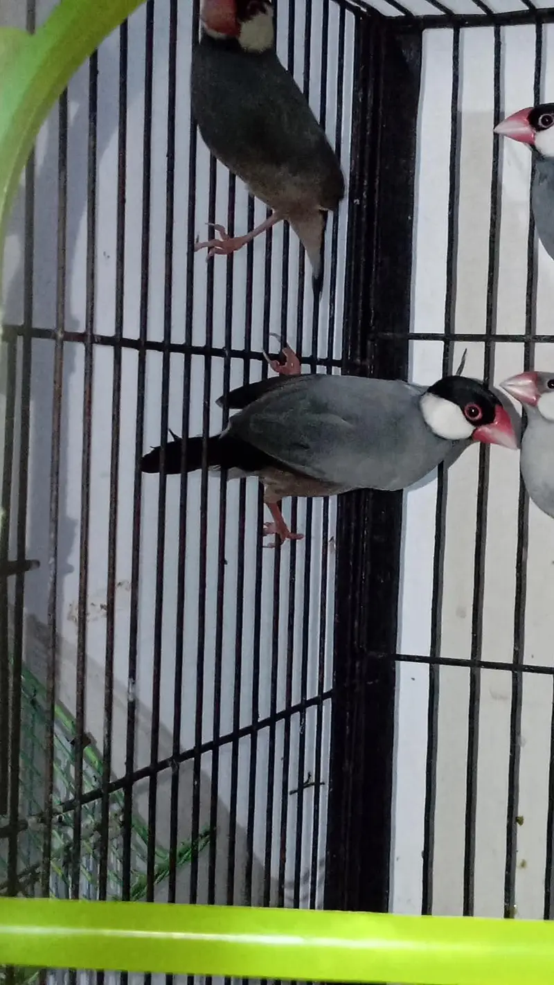 grey java finches pair available — photo 4