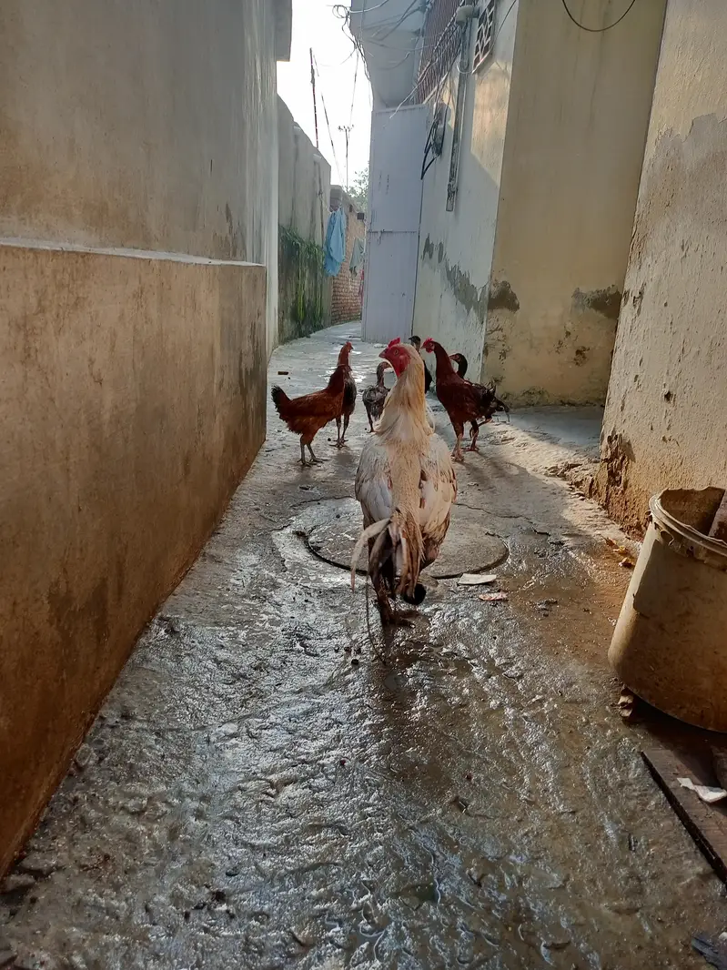aseel murgha white choras nali mei — photo 4