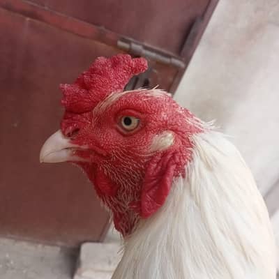Aseel Rooster White / Heera Aseel Murgha