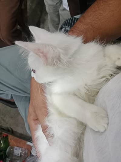 Persian Cat Double Coated