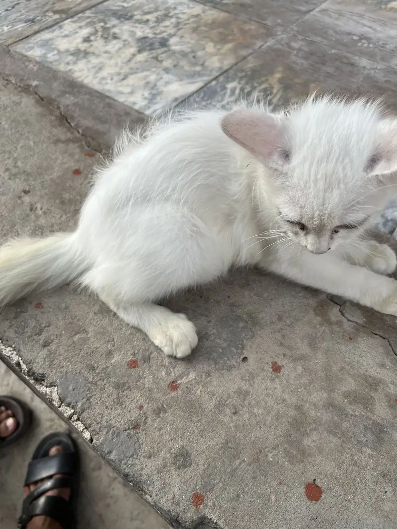 Persian Cat Double Coated — photo 2
