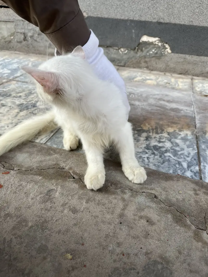 Persian Cat Double Coated — photo 3