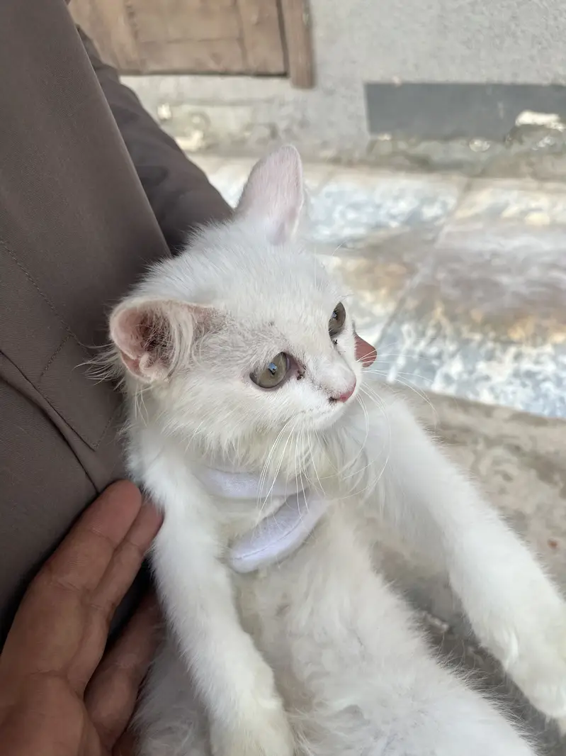 Persian Cat Double Coated — photo 4