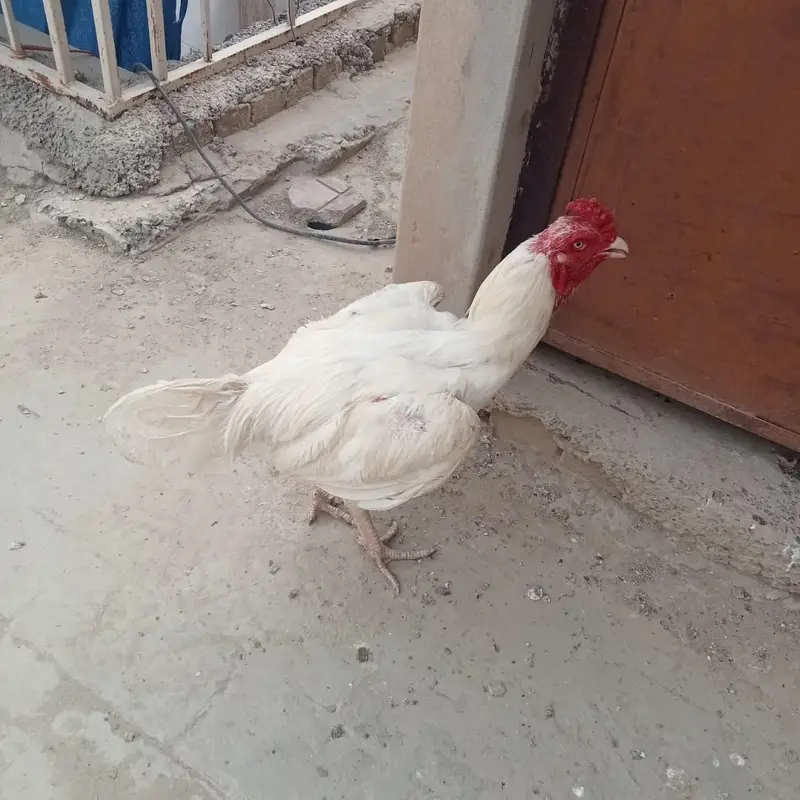 Aseel Rooster White / Heera Aseel Murgha — photo 2