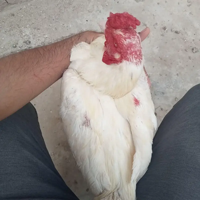 Aseel Rooster White / Heera Aseel Murgha — photo 3