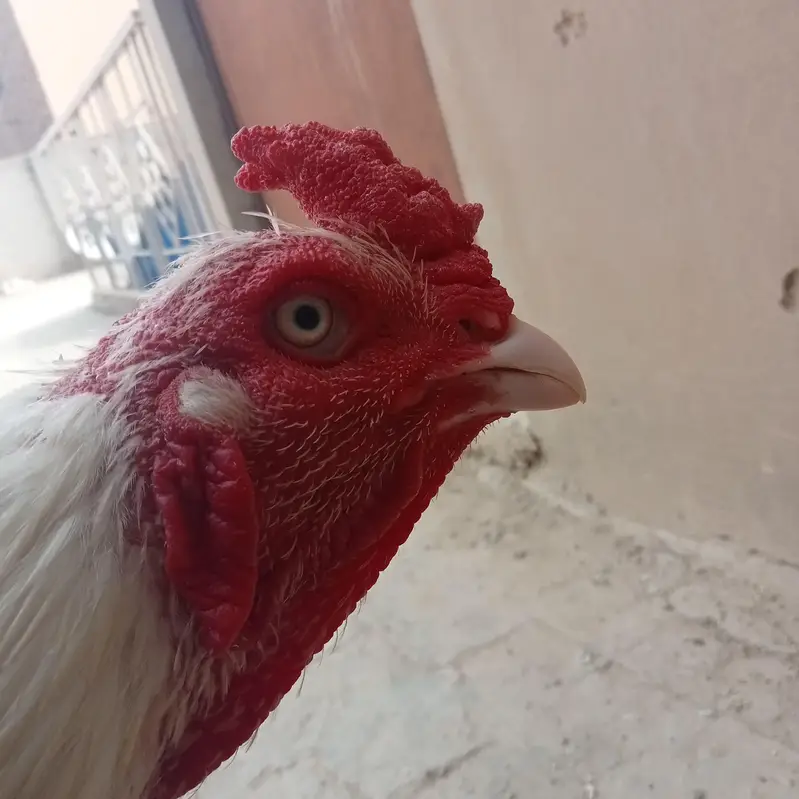 Aseel Rooster White / Heera Aseel Murgha — photo 5