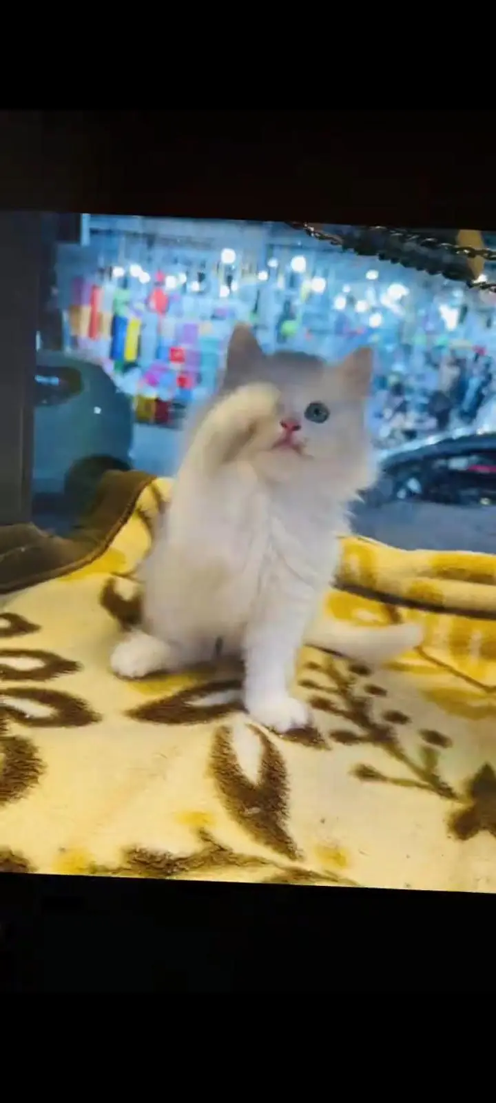 persian cat for sale — photo 3