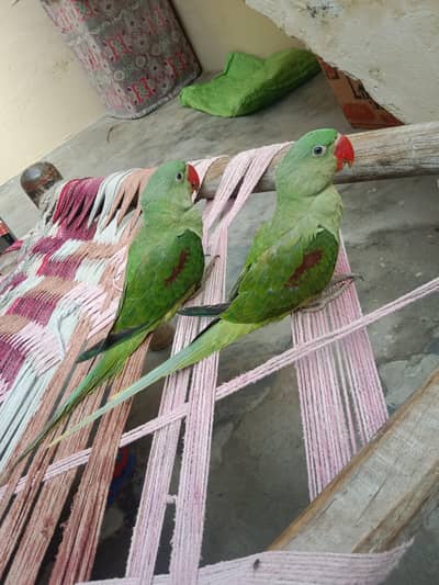 Ring nick parrot 