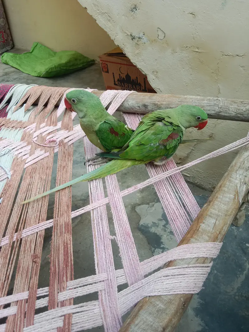 Ring nick parrot  — photo 3