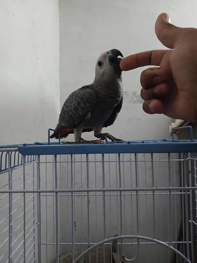 African Grey Handtamed Self 6 Months Red Factor