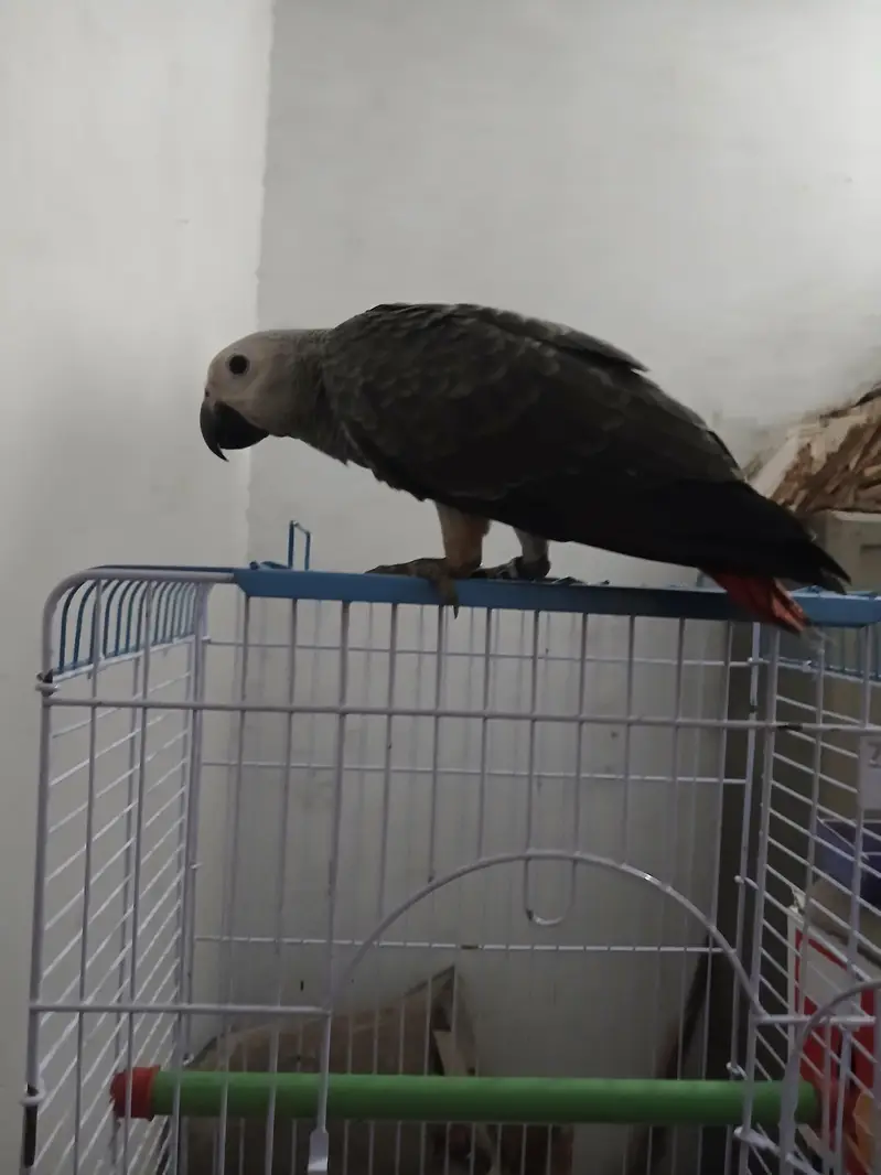African Grey Handtamed Self 6 Months Red Factor — photo 2