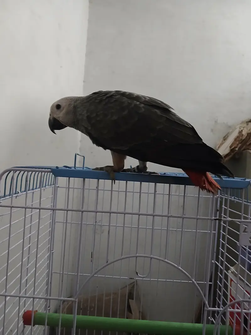 African Grey Handtamed Self 6 Months Red Factor — photo 3