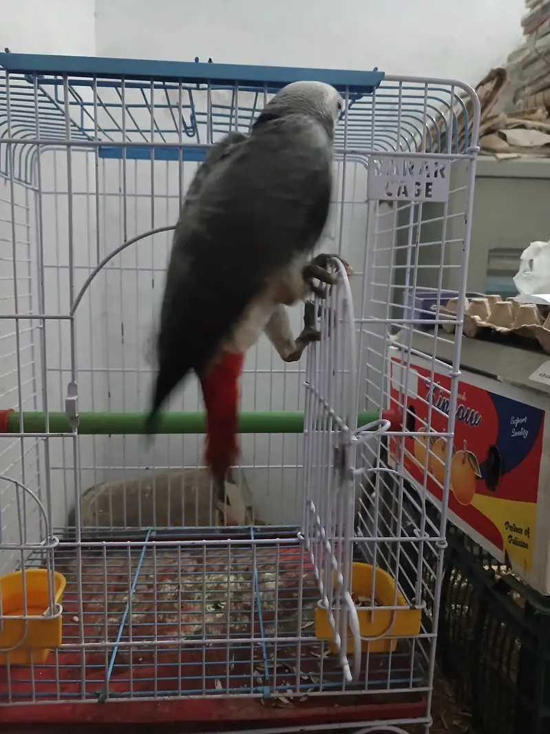 African Grey Handtamed Self 6 Months Red Factor — photo 4