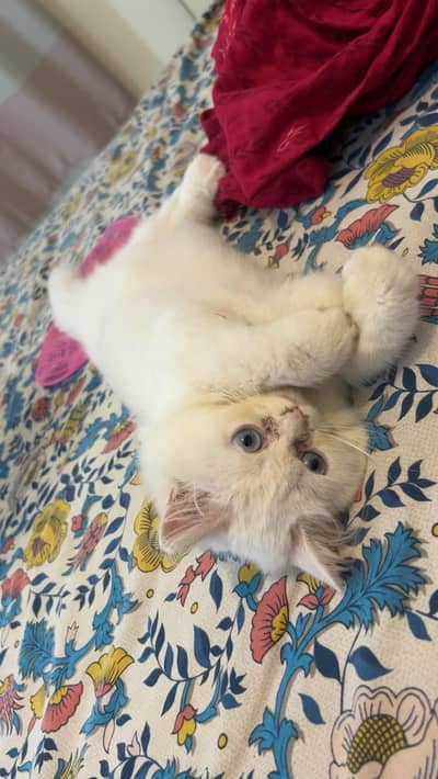White Persian Kitten