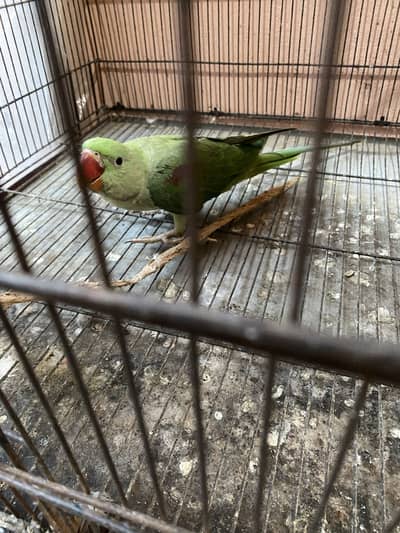 Raw chick for sale