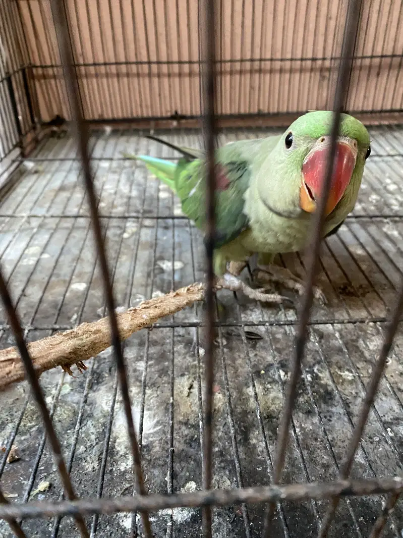 Raw chick for sale — photo 2