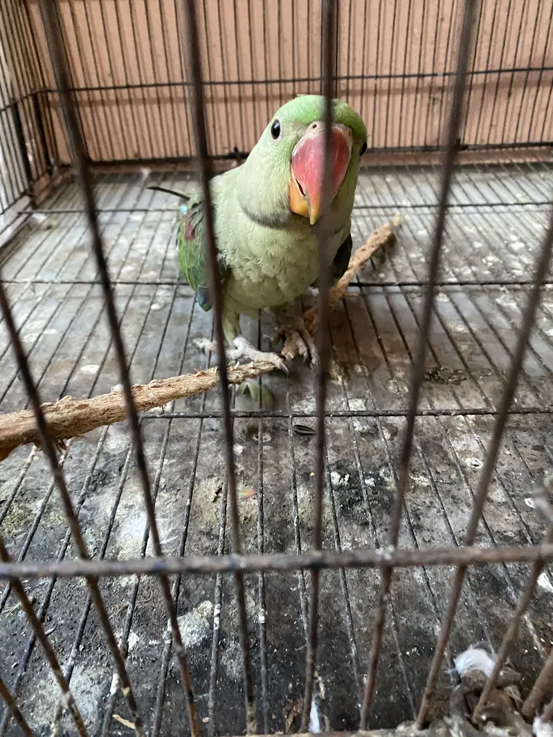 Raw chick for sale — photo 3