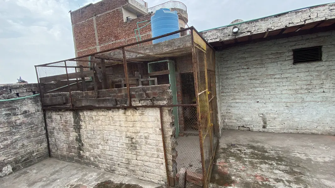 Pigeon Cage for sale — photo 2