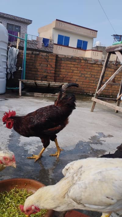 RIR Male for sale