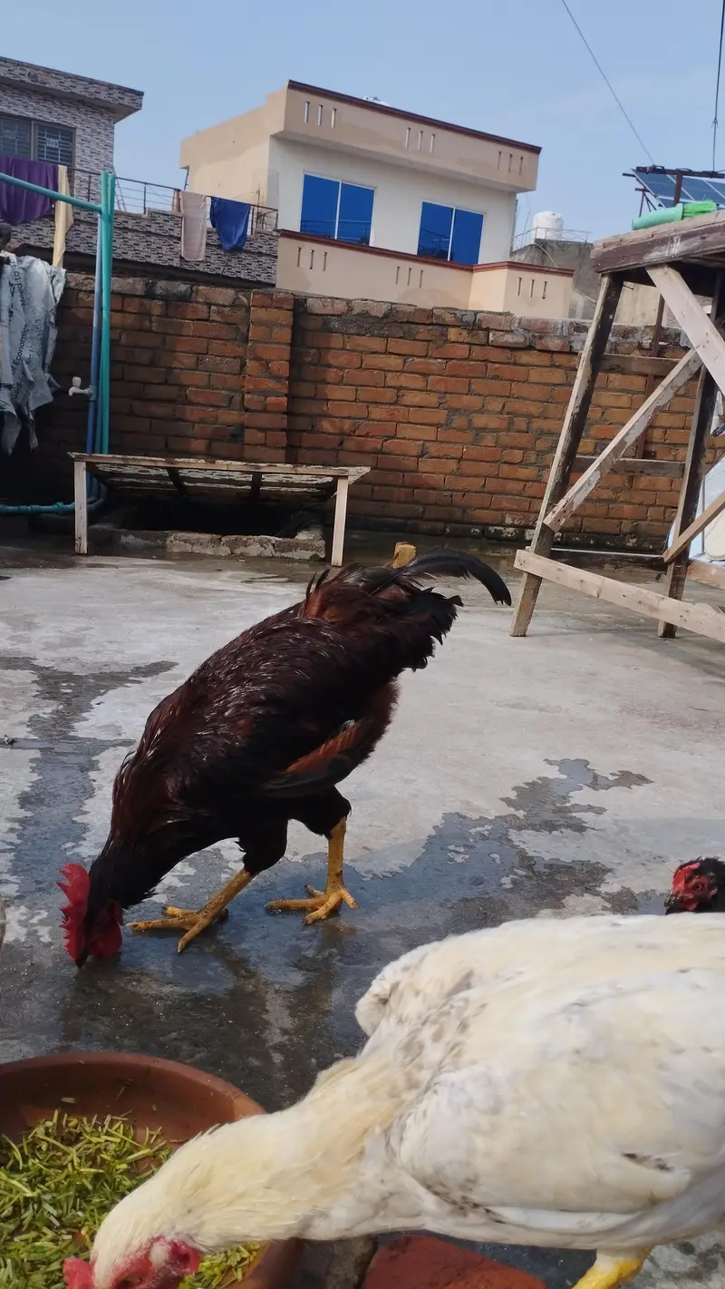 RIR Male for sale — photo 2