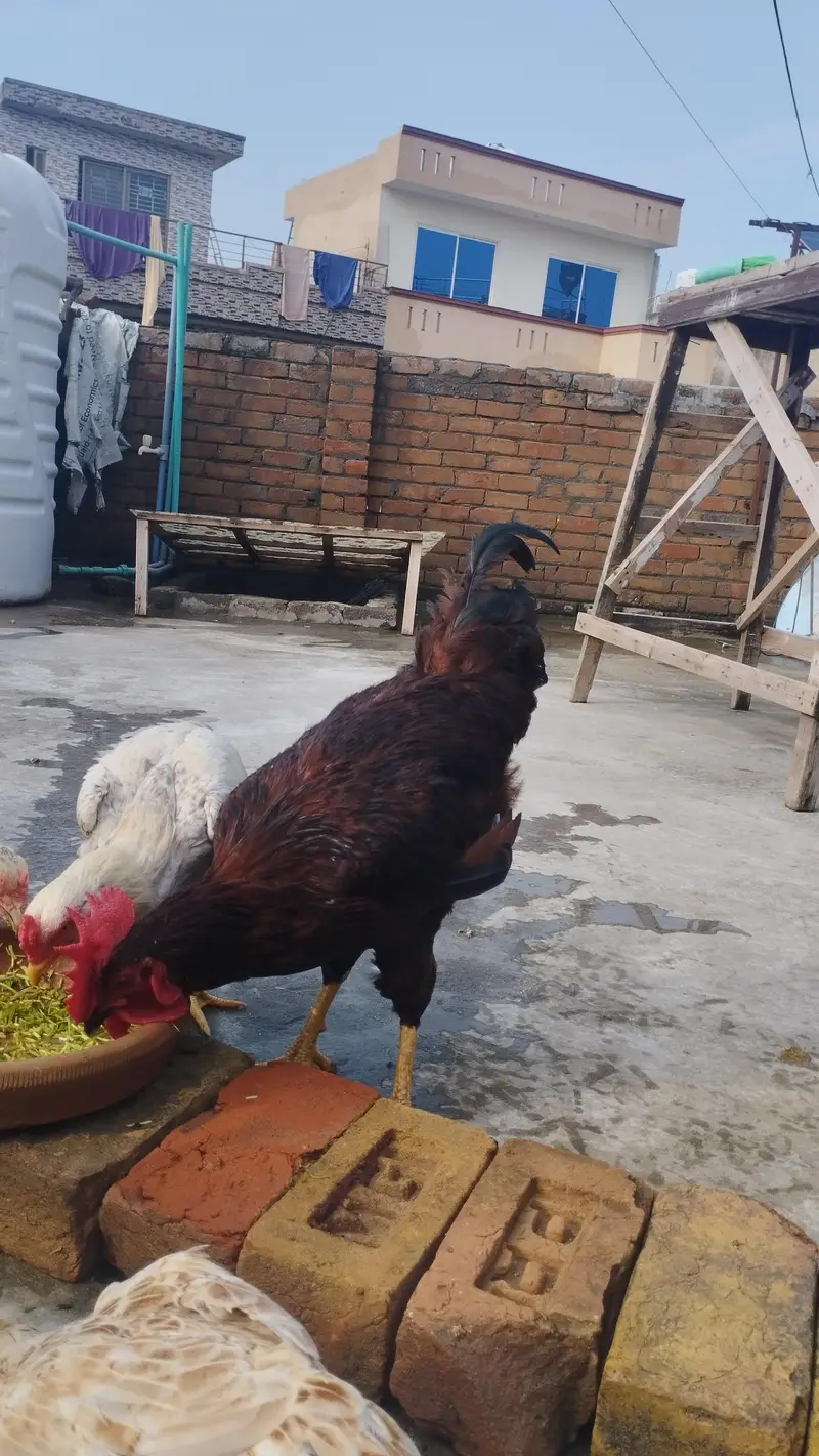 RIR Male for sale — photo 3