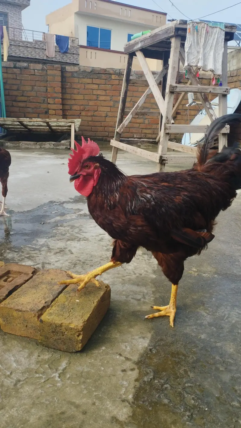 RIR Male for sale — photo 4