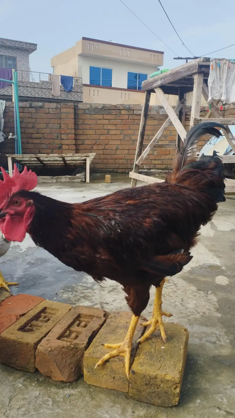 RIR Male for sale — photo 5