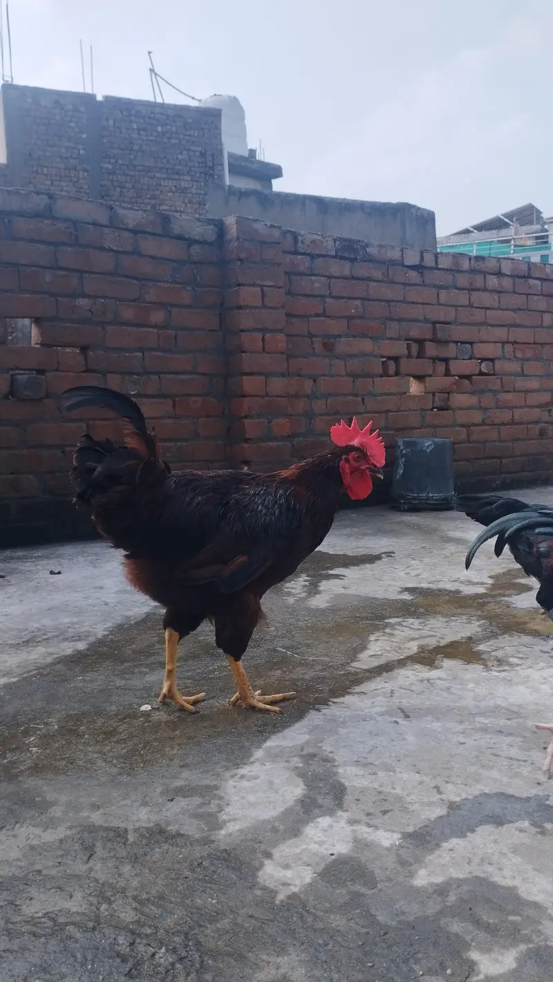 RIR Male for sale — photo 6