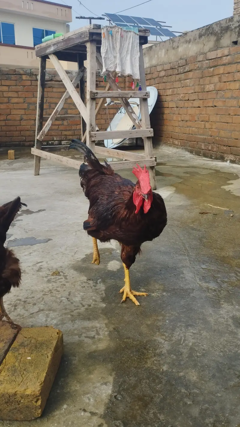 RIR Male for sale — photo 7