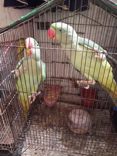 birds