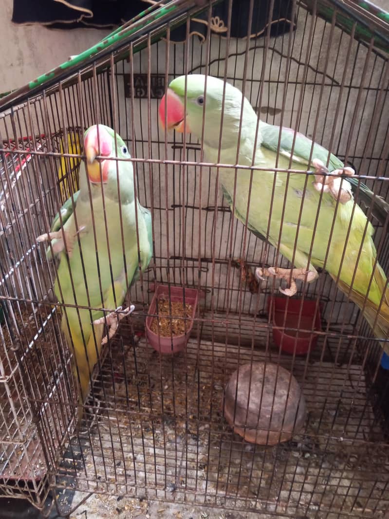 birds 0