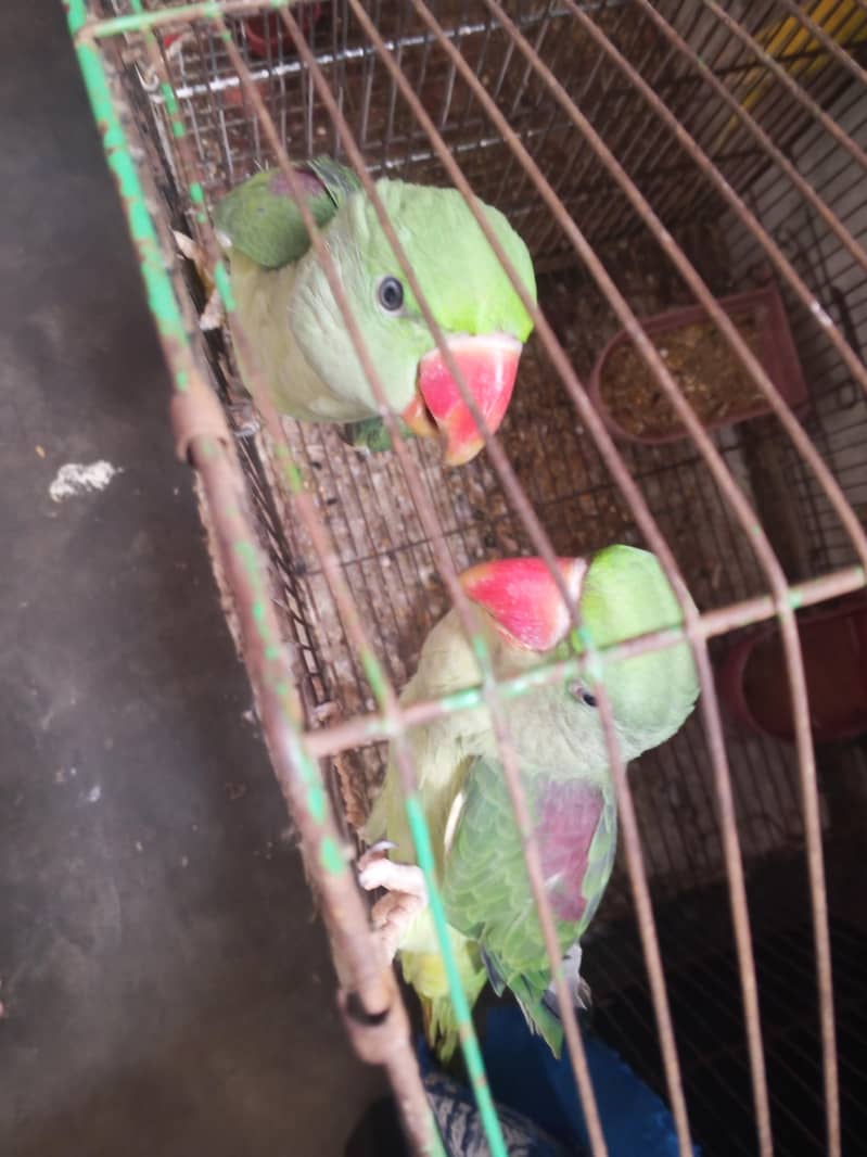 birds 1