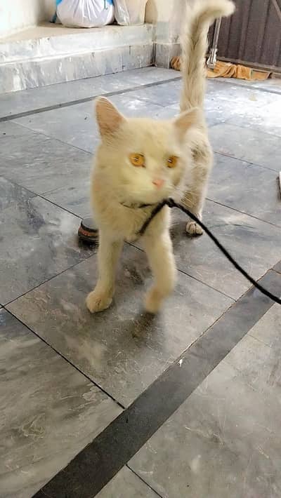 Russian cat yellow eyes