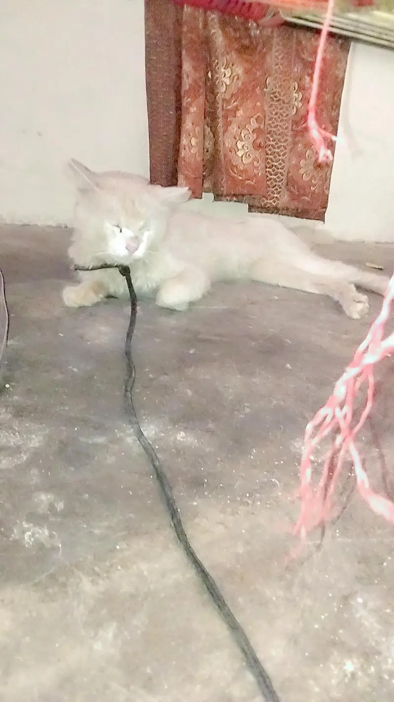 Russian cat yellow eyes — photo 2