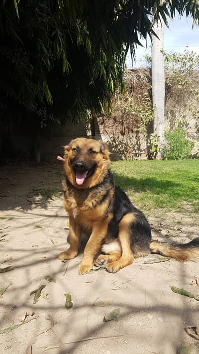German shepherd dog for sale fully active and vacinated