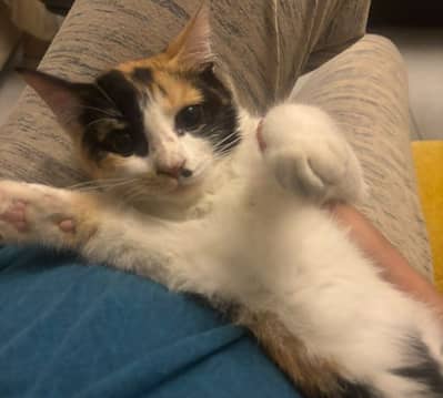 Adorable calico kitten