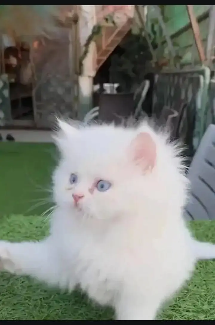 persian cat for sale — photo 3