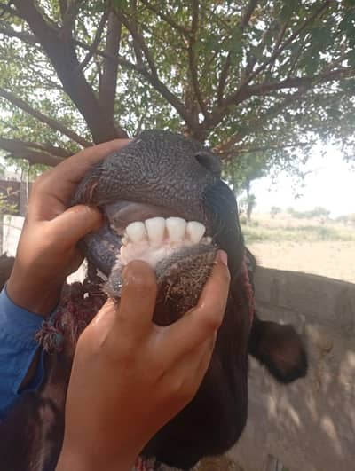 friesian nasal ki gaay for sale hai 4mahenay ki gahban hai